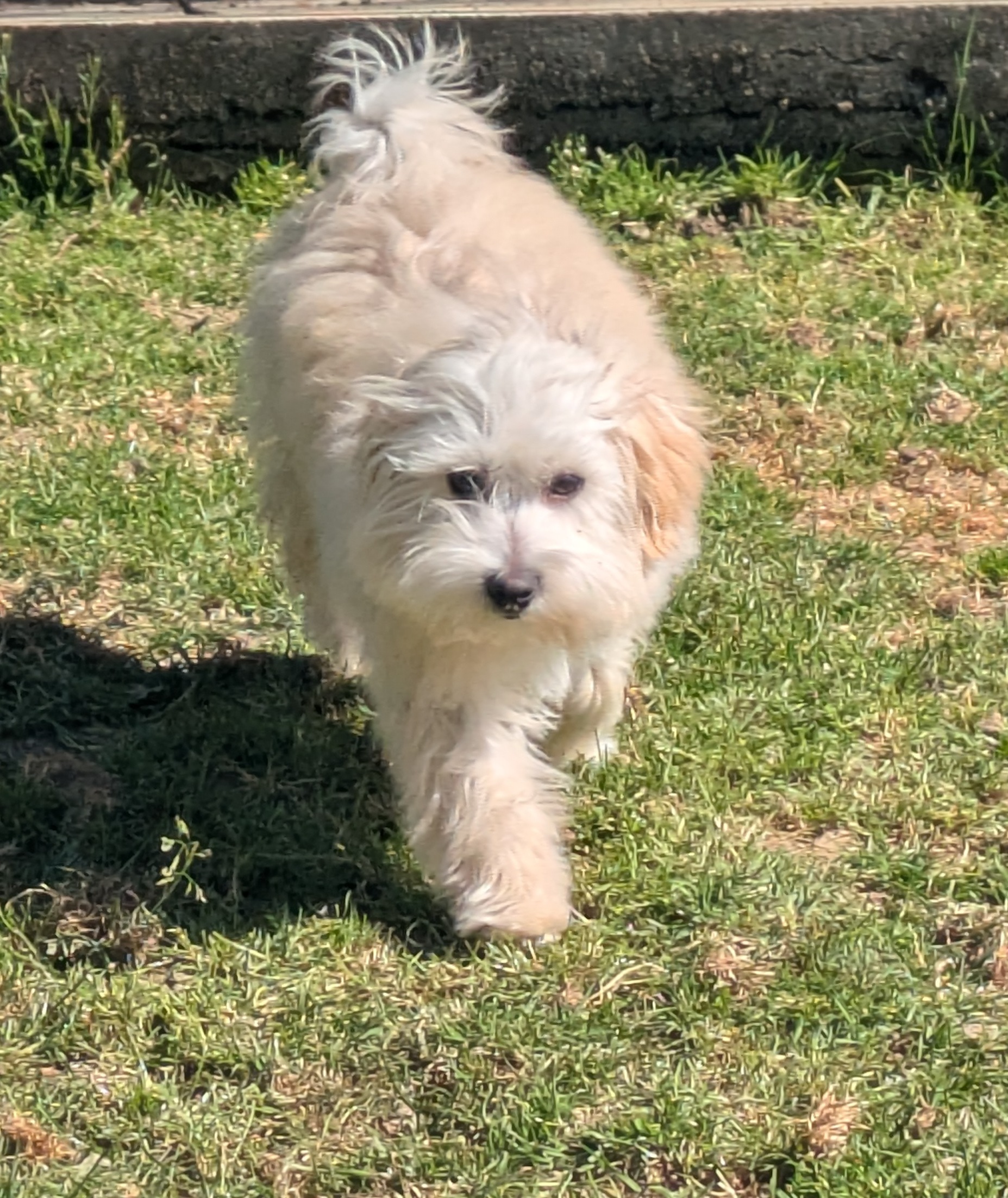 Appy - Bichon Havanais Mâle – Image 6