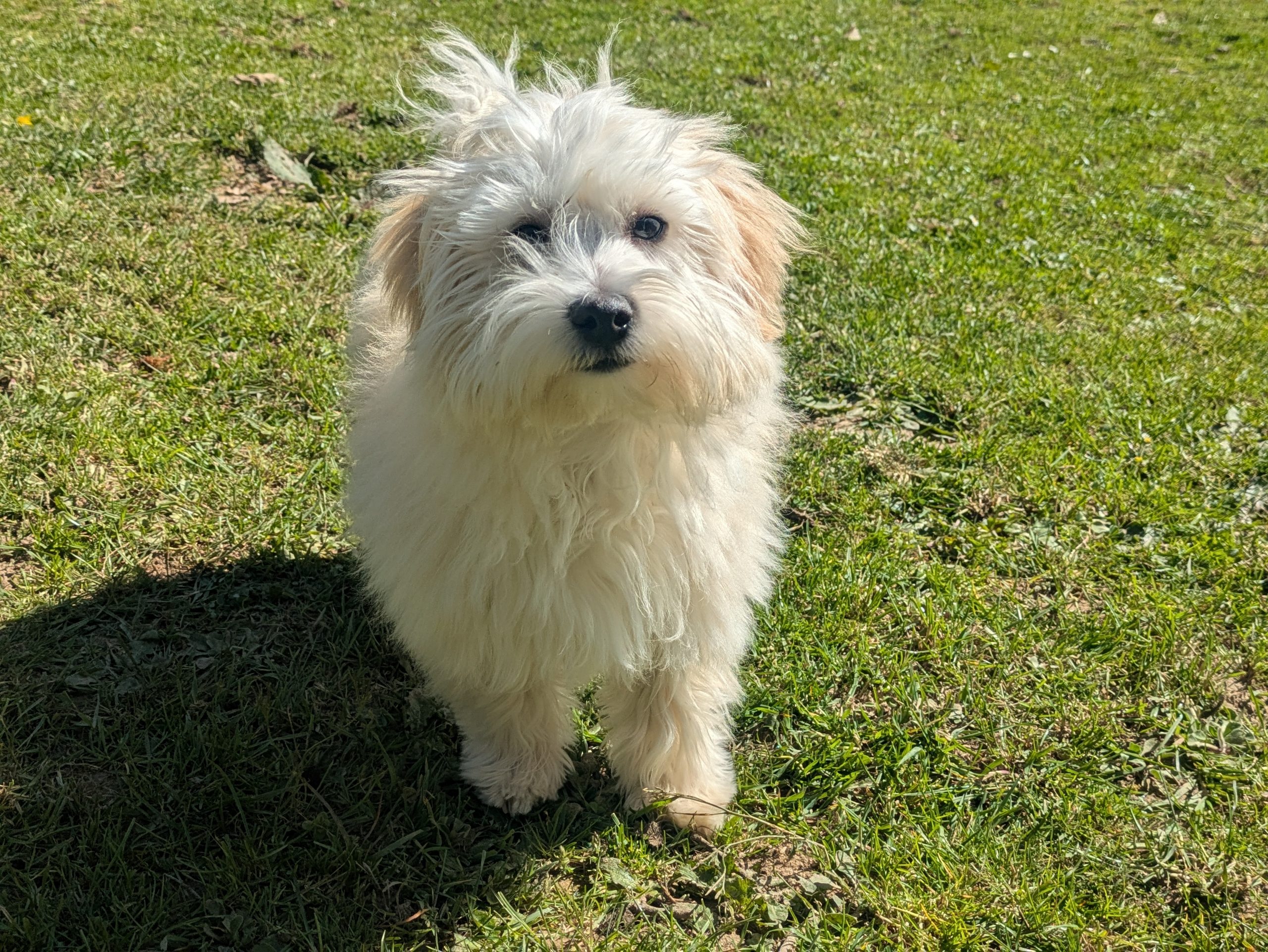 Appy - Bichon Havanais Mâle