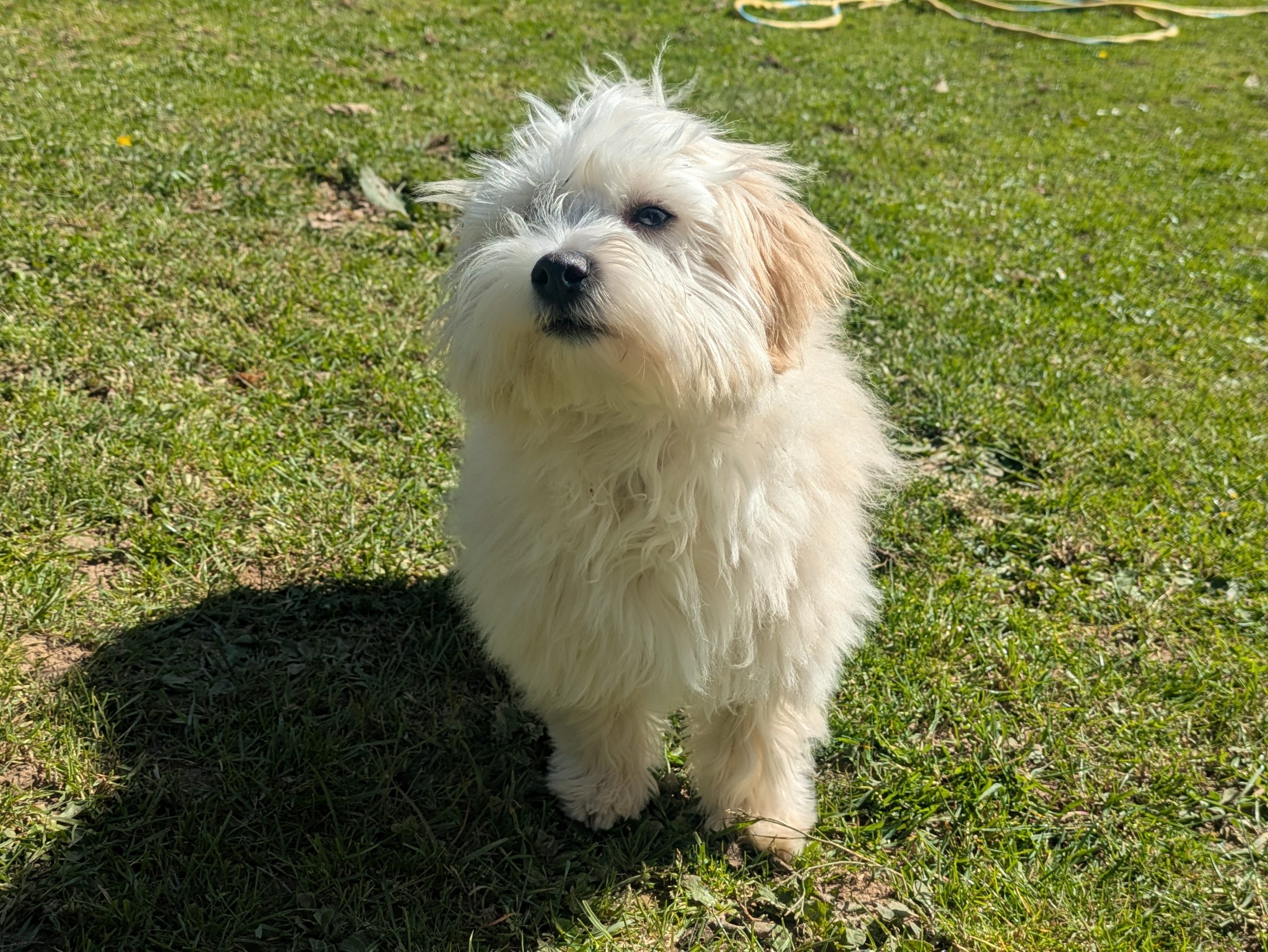 Appy - Bichon Havanais Mâle – Image 3