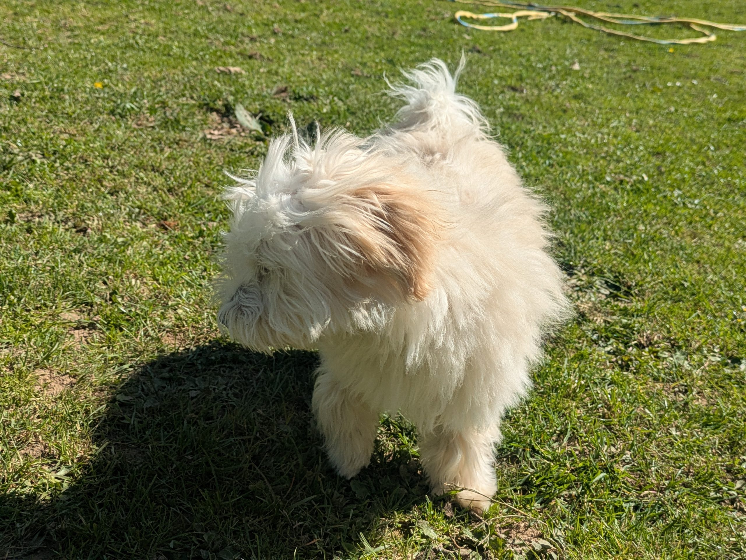 Appy - Bichon Havanais Mâle – Image 2